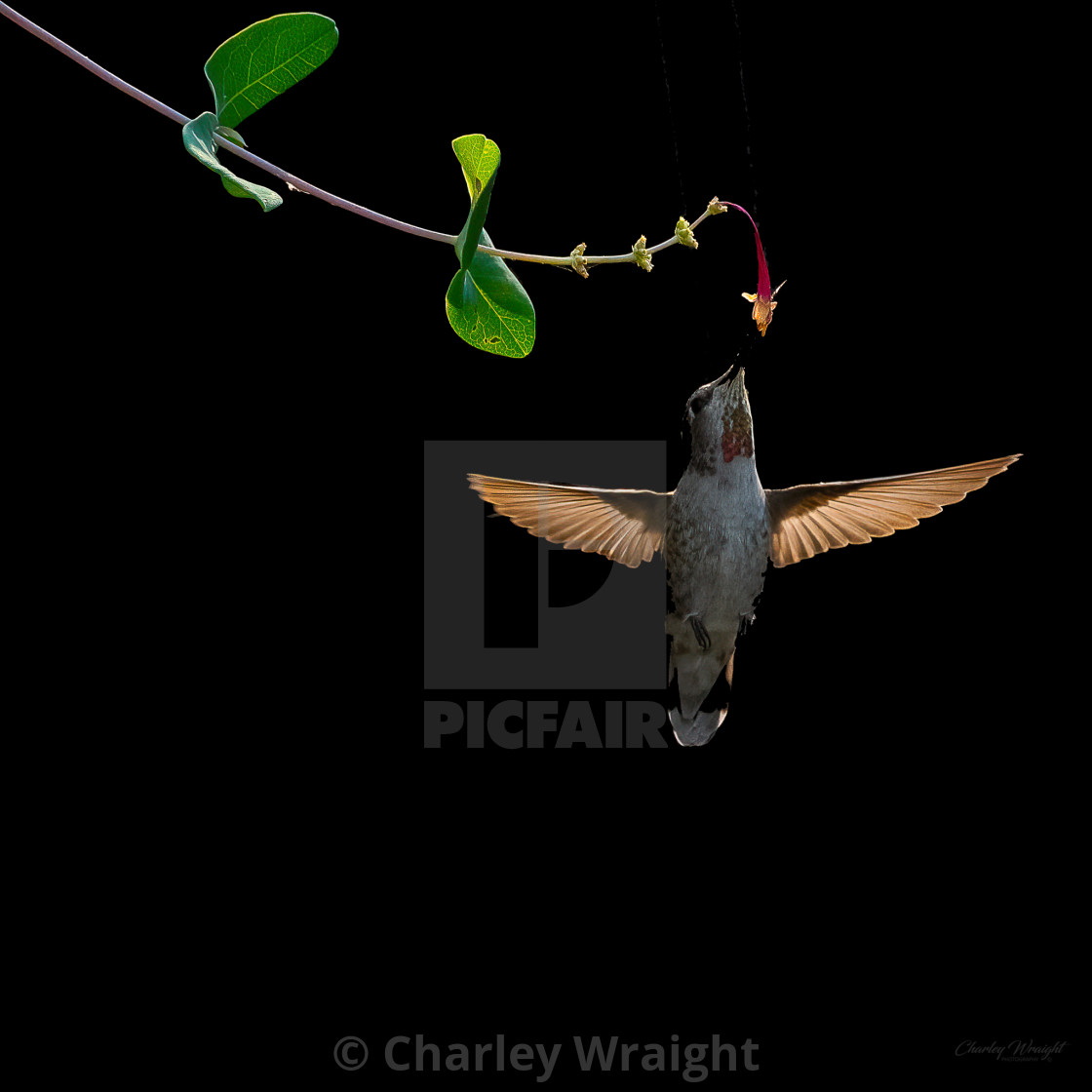 "Anna's Hummingbird showing throat colors!" by Charley Wraight - £30.00 "Anna's Hummingbird showing throat colors!" stock image