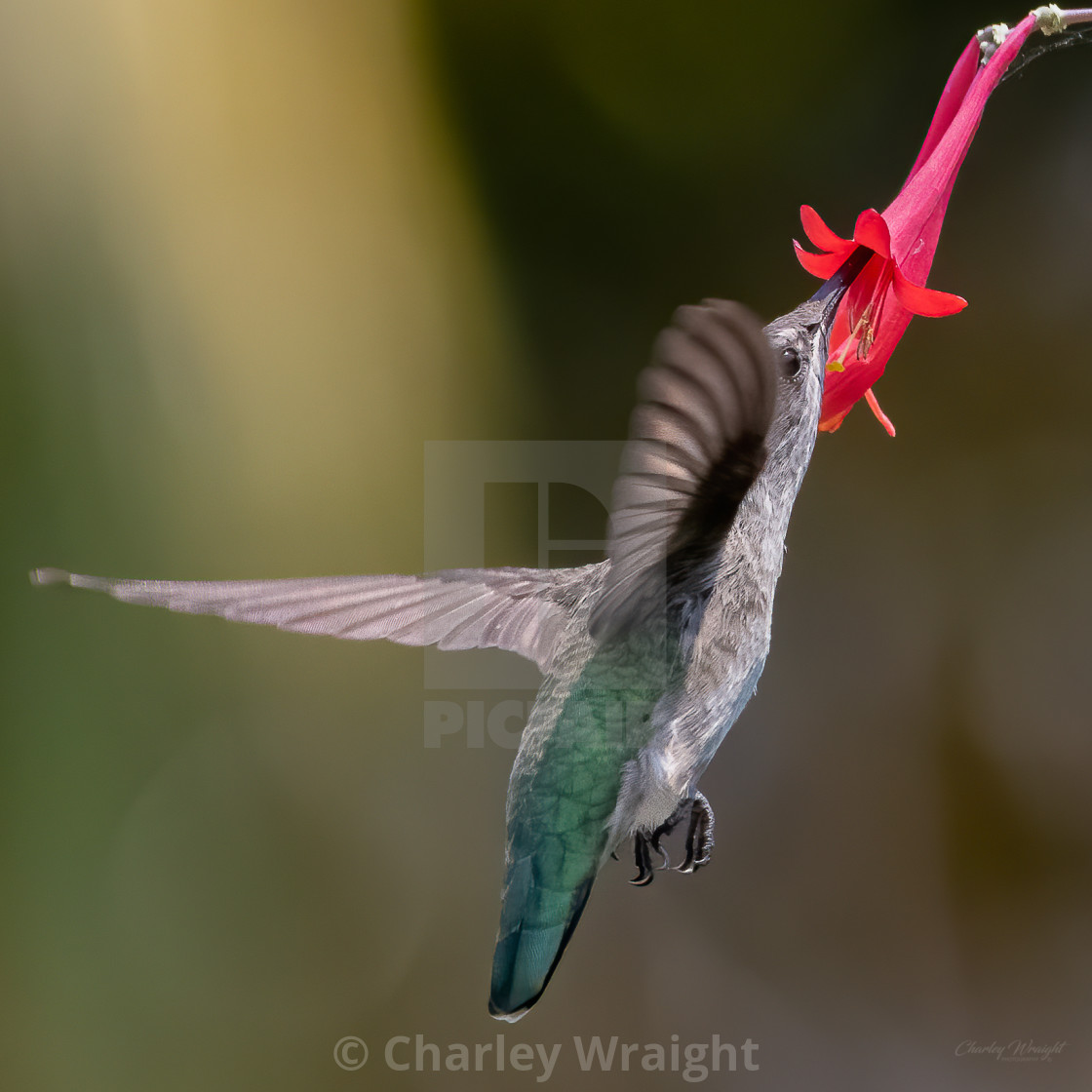"Feeding on Nectar" by Charley Wraight - £30.00 "Feeding on Nectar" stock image