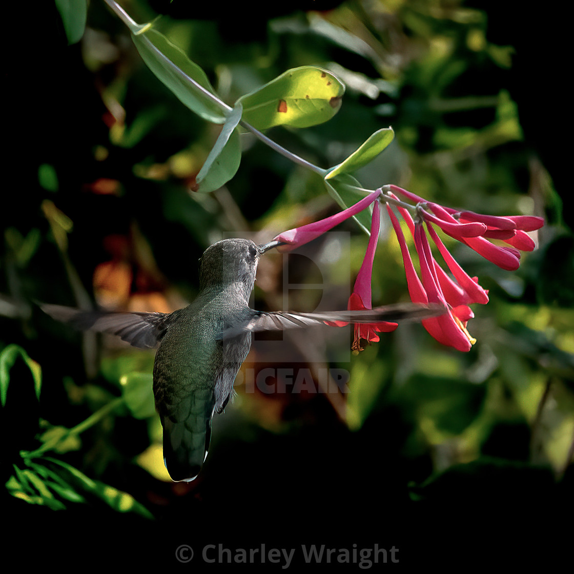 "Bullseye! Anna's Hummingbird." by Charley Wraight - £30.00 "Bullseye! Anna's Hummingbird." stock image