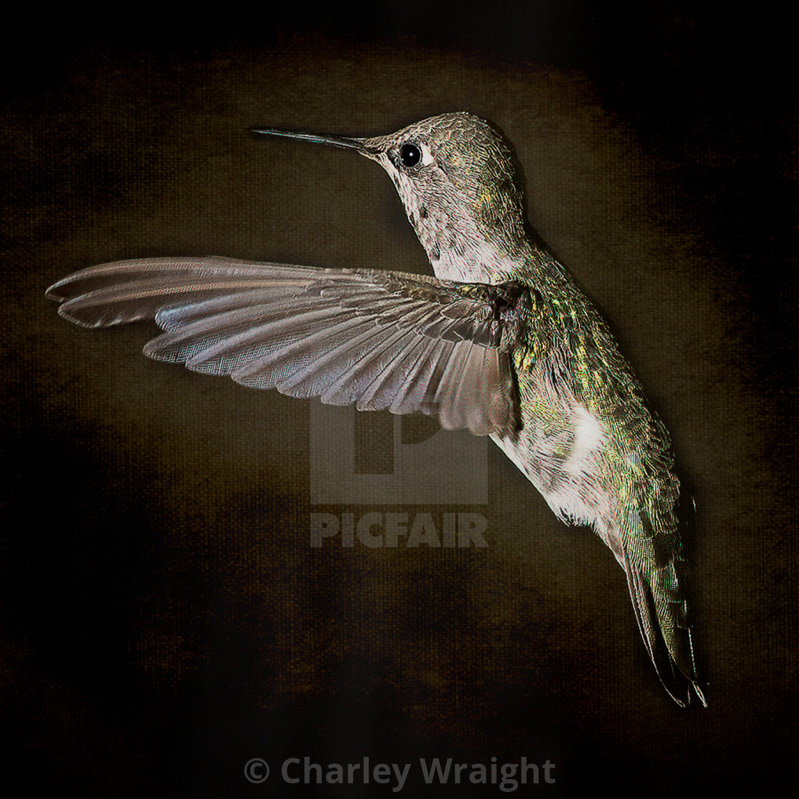 "Frozen in Flight. Anna's Hummingbird." by Charley Wraight - £30.00 "Frozen in Flight. Anna's Hummingbird." stock image