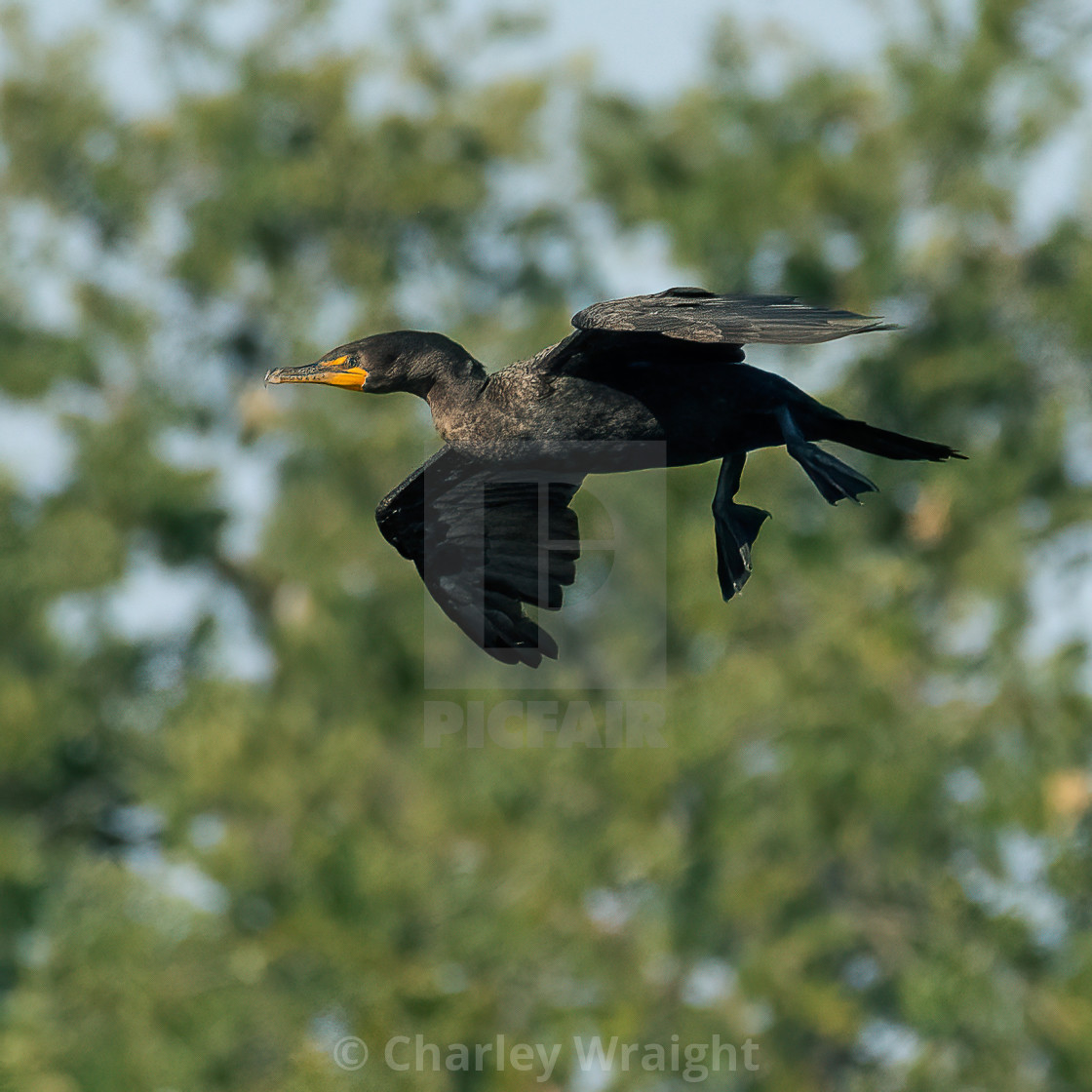 "Double Crested Cormorant suspended in flight." by Charley Wraight - £30.00 "Double Crested Cormorant suspended in flight." stock image