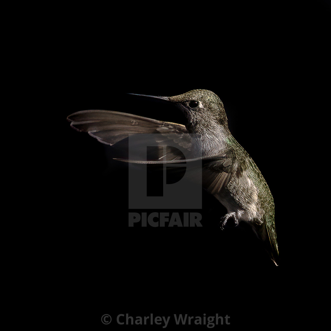 "Anna's Hummingbird" by Charley Wraight - £30.00 "Anna's Hummingbird" stock image