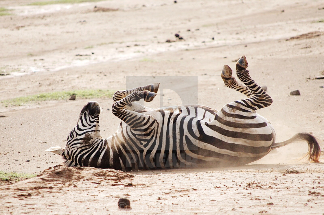 "Zebra Dust Bath" stock image