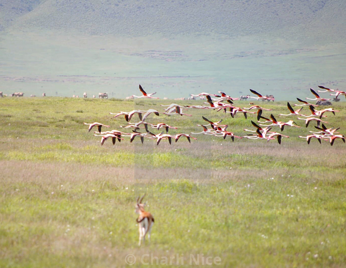 "Flight of fancy" stock image