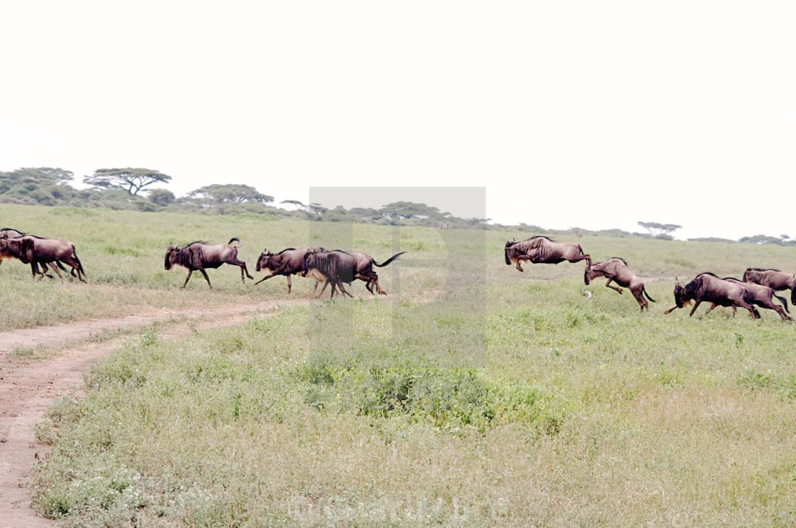 "Wildebeest Migration" stock image