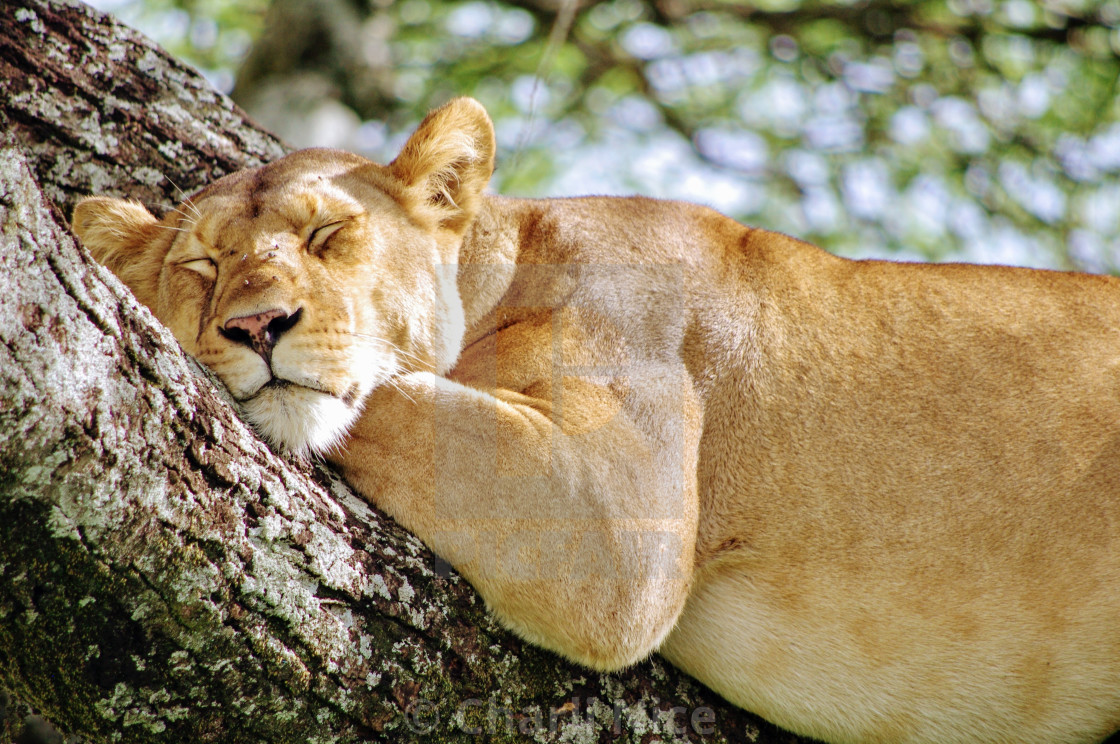 "Sleeping Lion" stock image