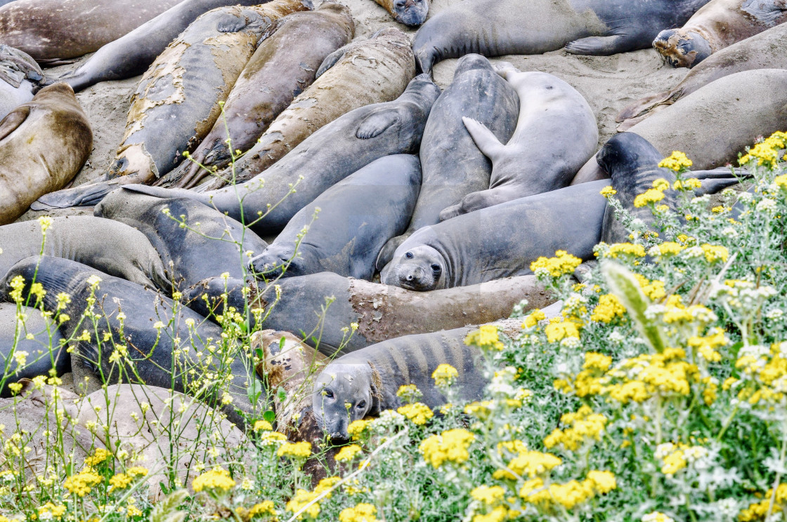 "Sealfie" stock image