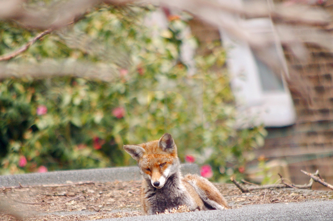 "Fox on a warm shed roof I" stock image