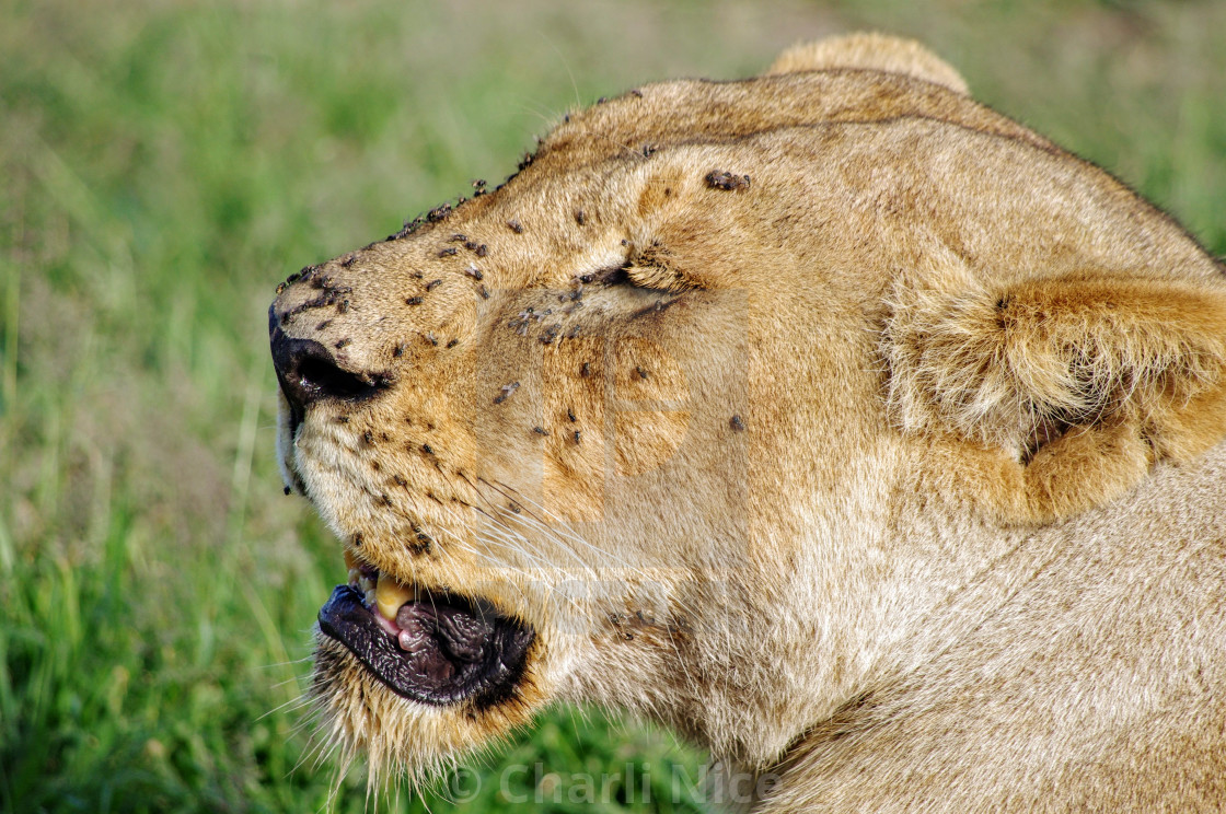 "Scratch My Nose" stock image