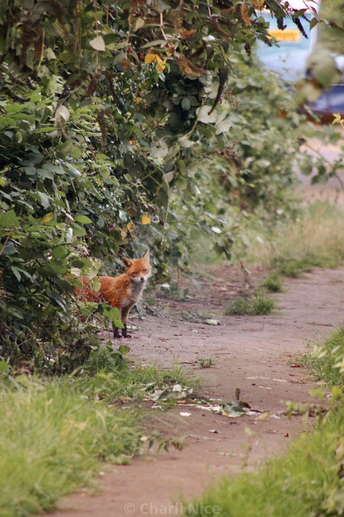 "Small Fox, Big City" stock image