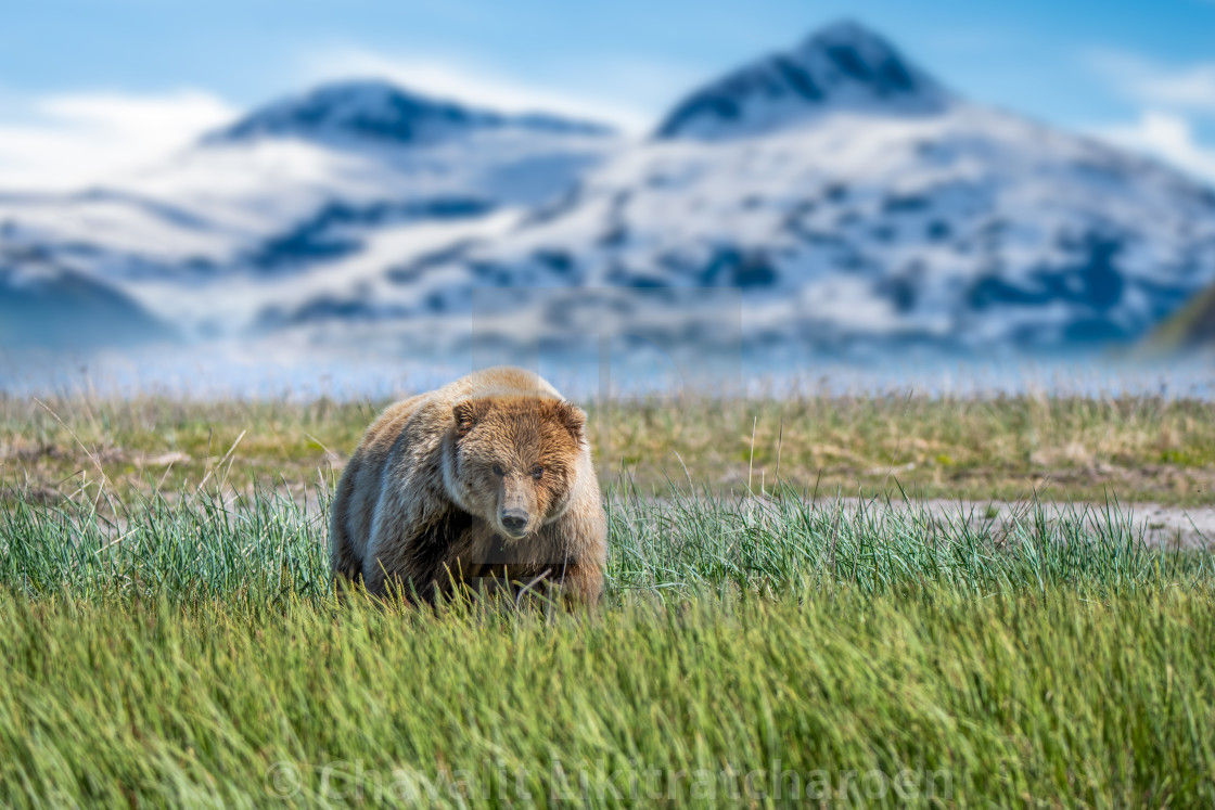 "Grizzly bear portrait" stock image