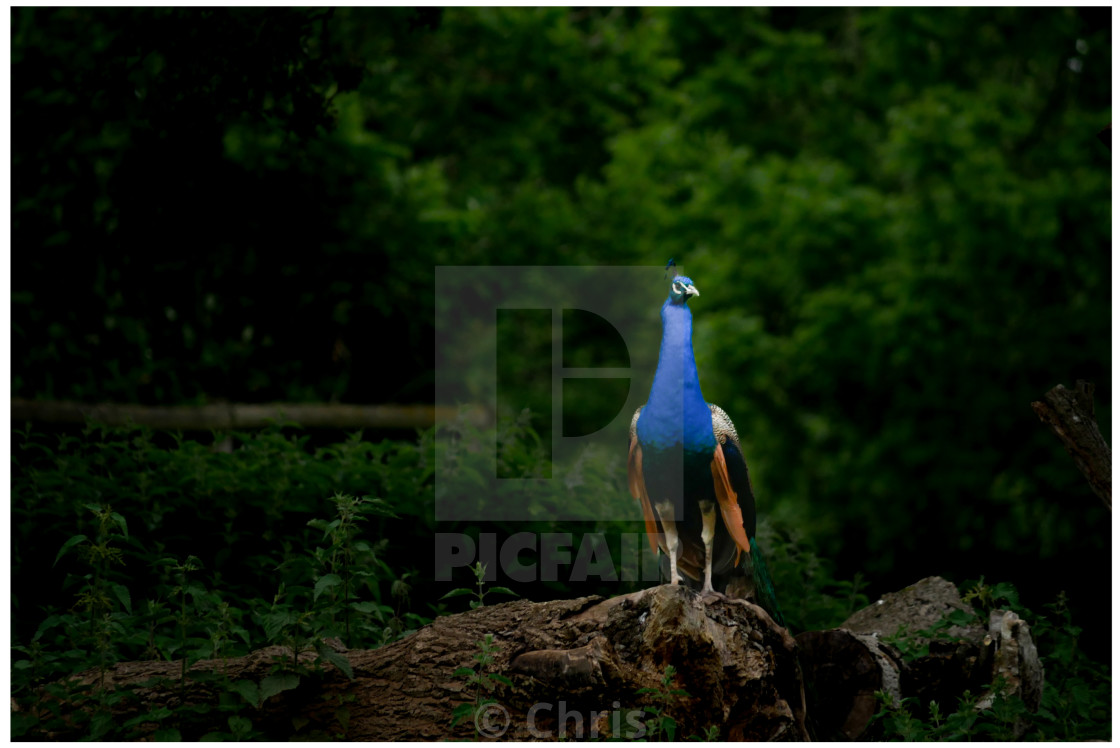 "Peacock on a branch" stock image