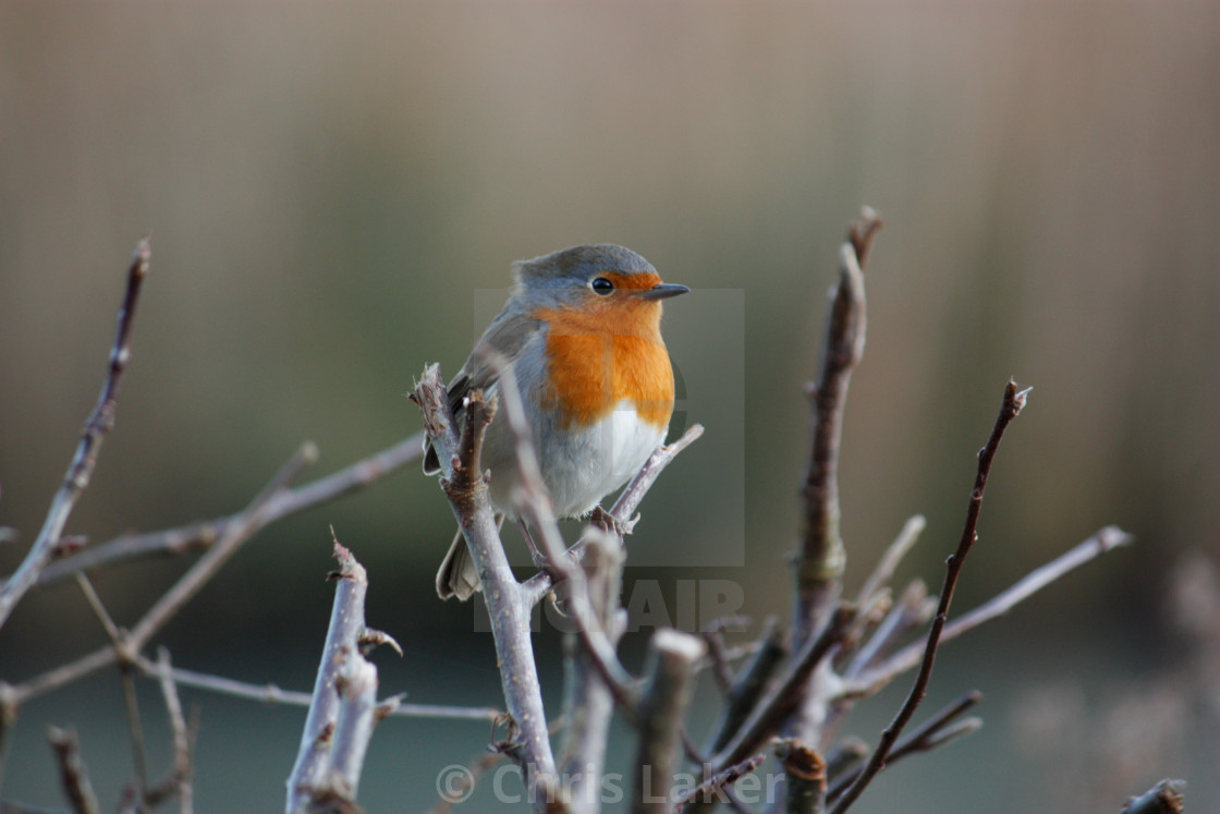 "Robin" stock image