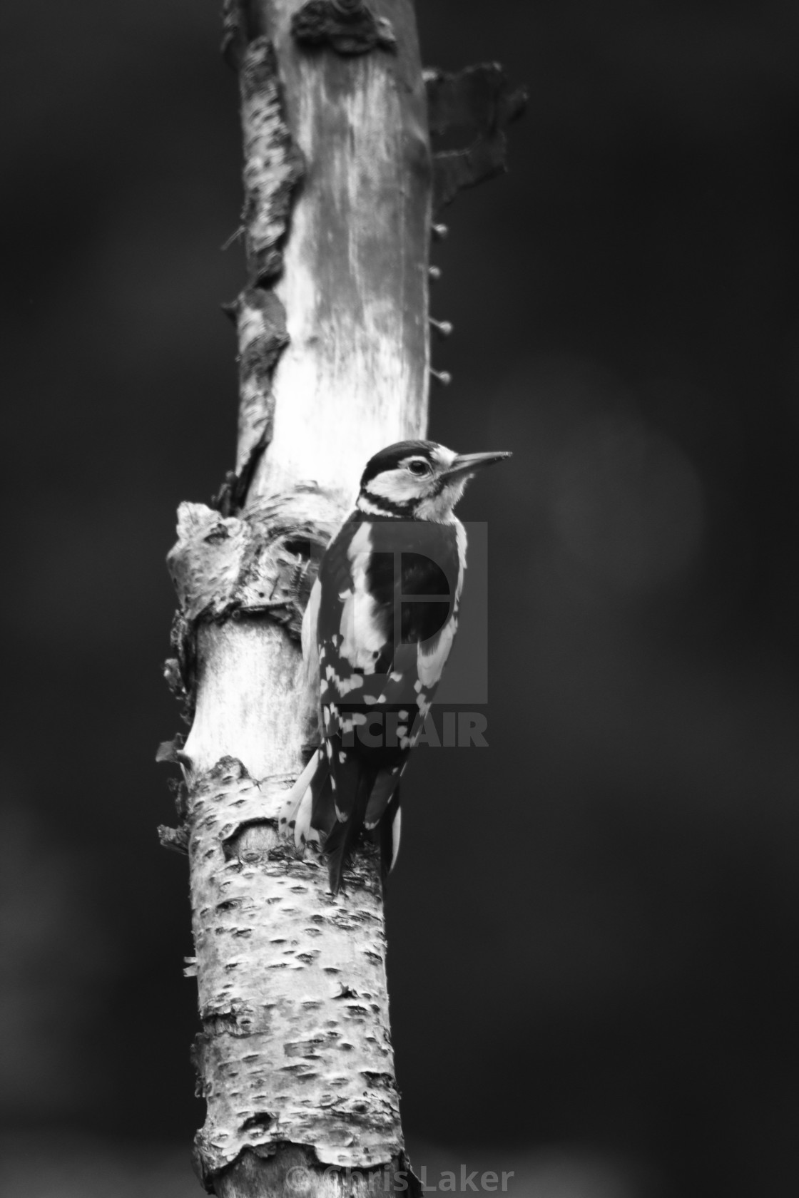 "Woodpecker in mono" stock image