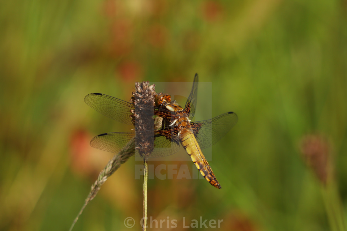 "Female broad-bodied chaser dragonfly" stock image