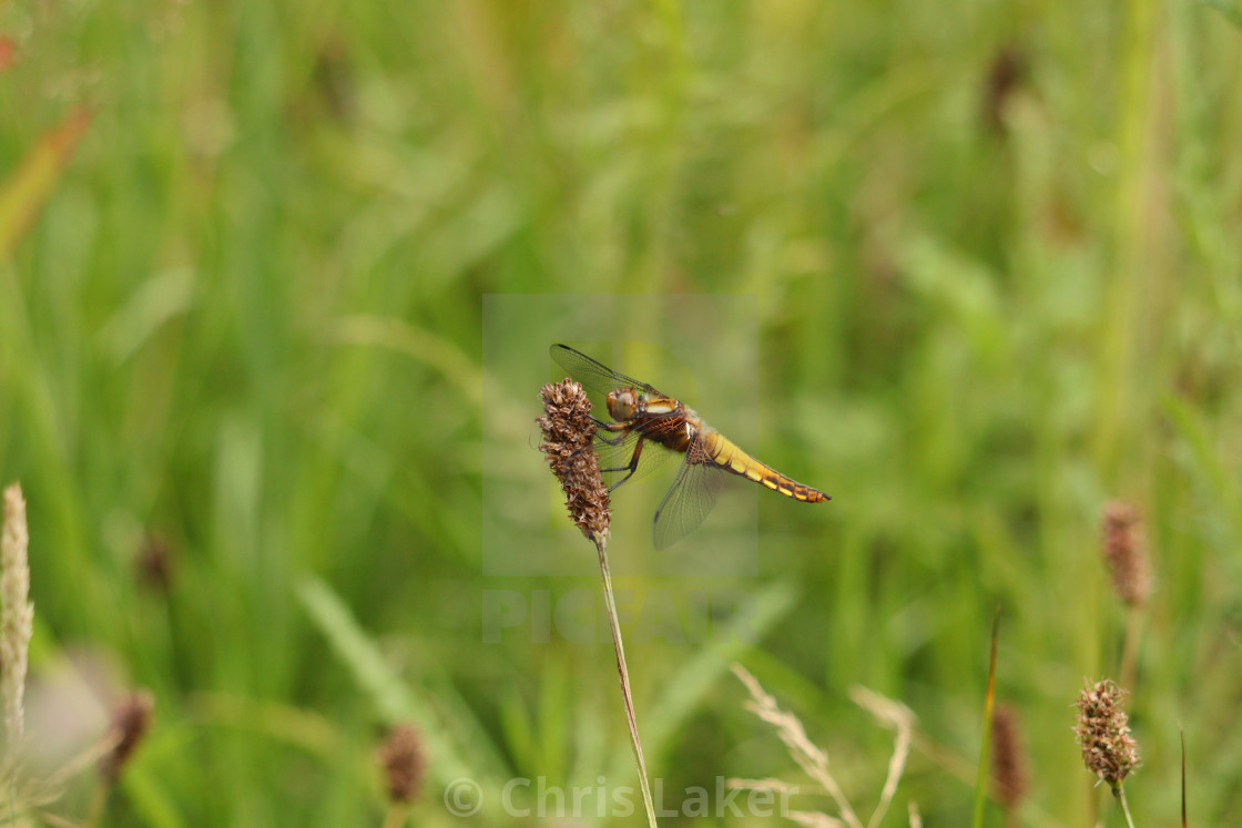 "Female broad-bodied chaser dragonfly" stock image