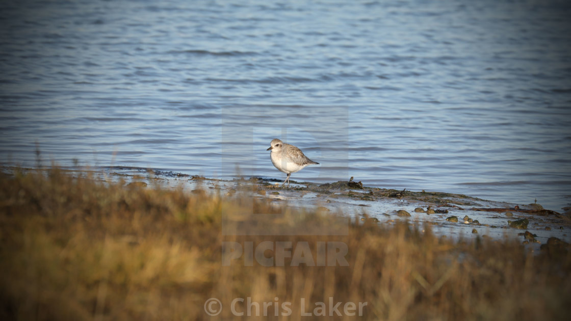 "Dunlin patrols the coastline" stock image