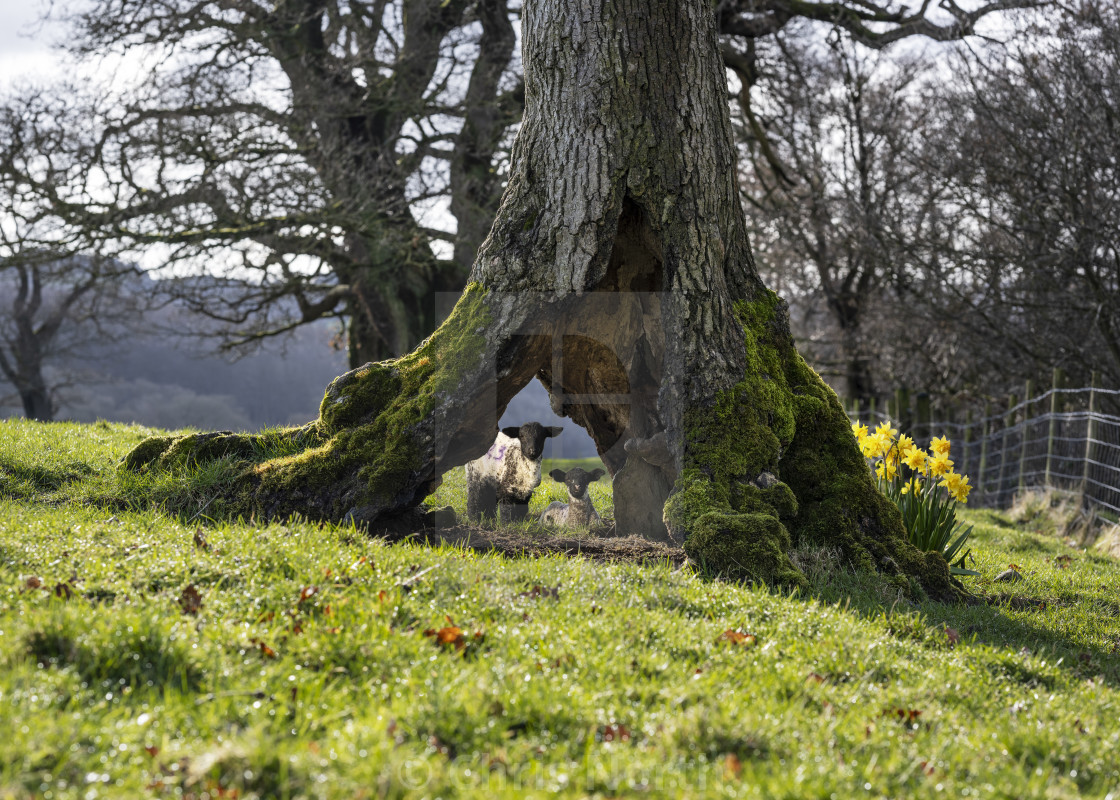 "Spring Lambs" stock image