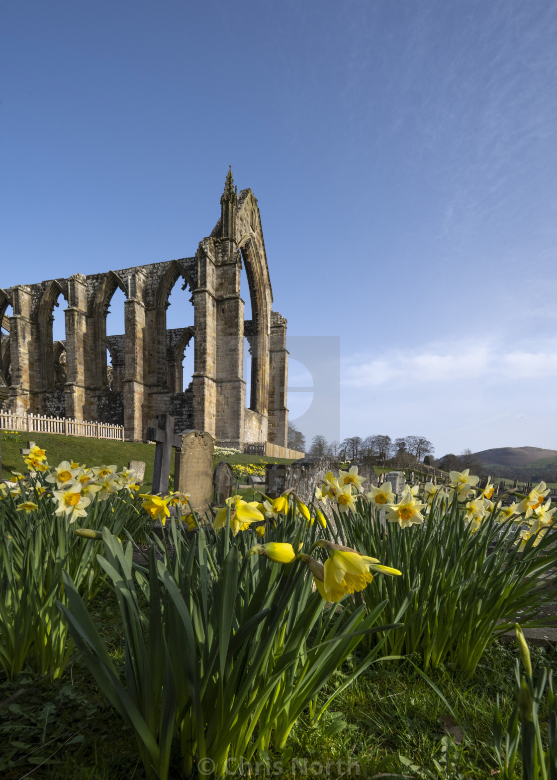 "Daffodils in the spring sunshine at Bolton Abbey Estate." stock image