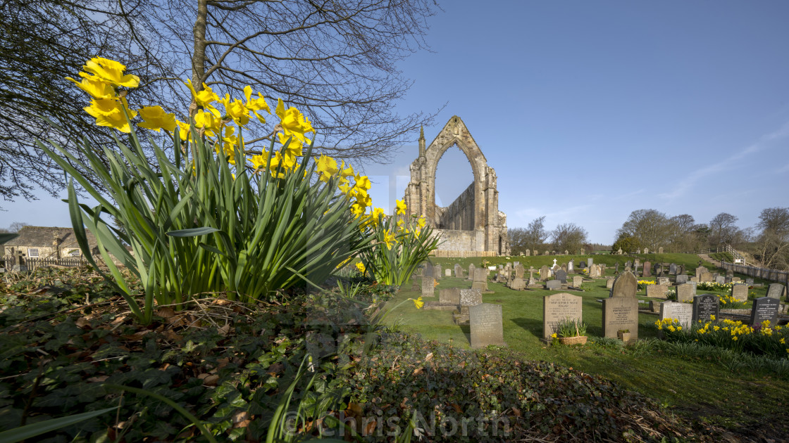 "Daffodils in the spring sunshine at Bolton Abbey Estate." stock image