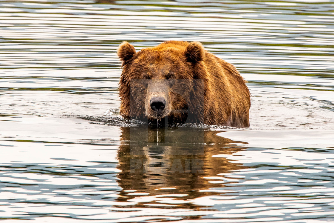 "Large Alaskan Brown Bear" by Chris Oggerino - $15.21 "Large Alaskan Brown Bear" stock image