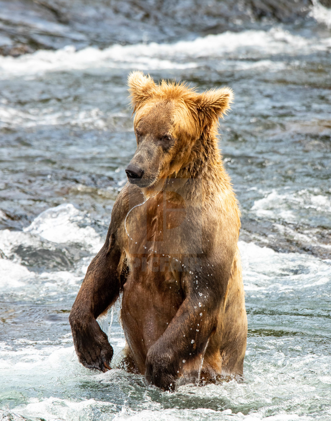 "Juvinile Brown Bear Fishing" by Chris Oggerino - $15.21 "Juvinile Brown Bear Fishing" stock image