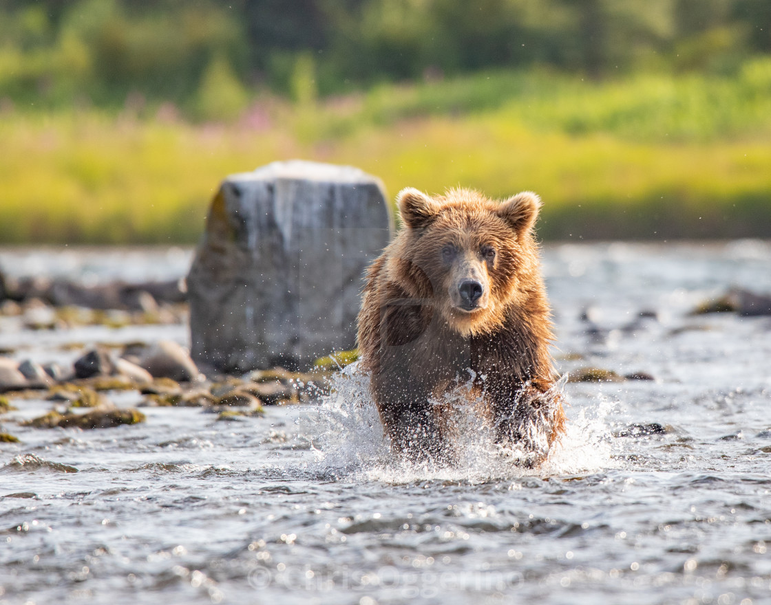 "Brown Bear Fishing in Alaska" by Chris Oggerino - $22.81 "Brown Bear Fishing in Alaska" stock image