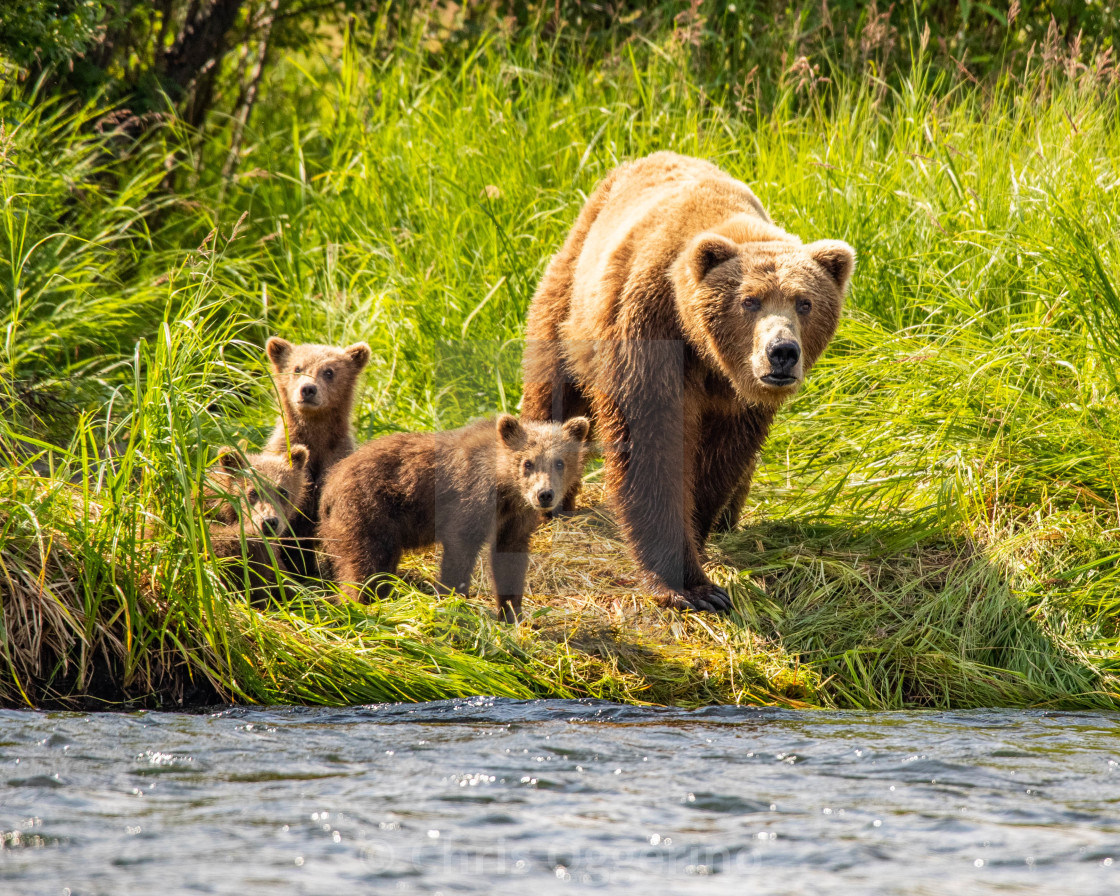 "Bear Family Portrait" by Chris Oggerino - $15.21 "Bear Family Portrait" stock image