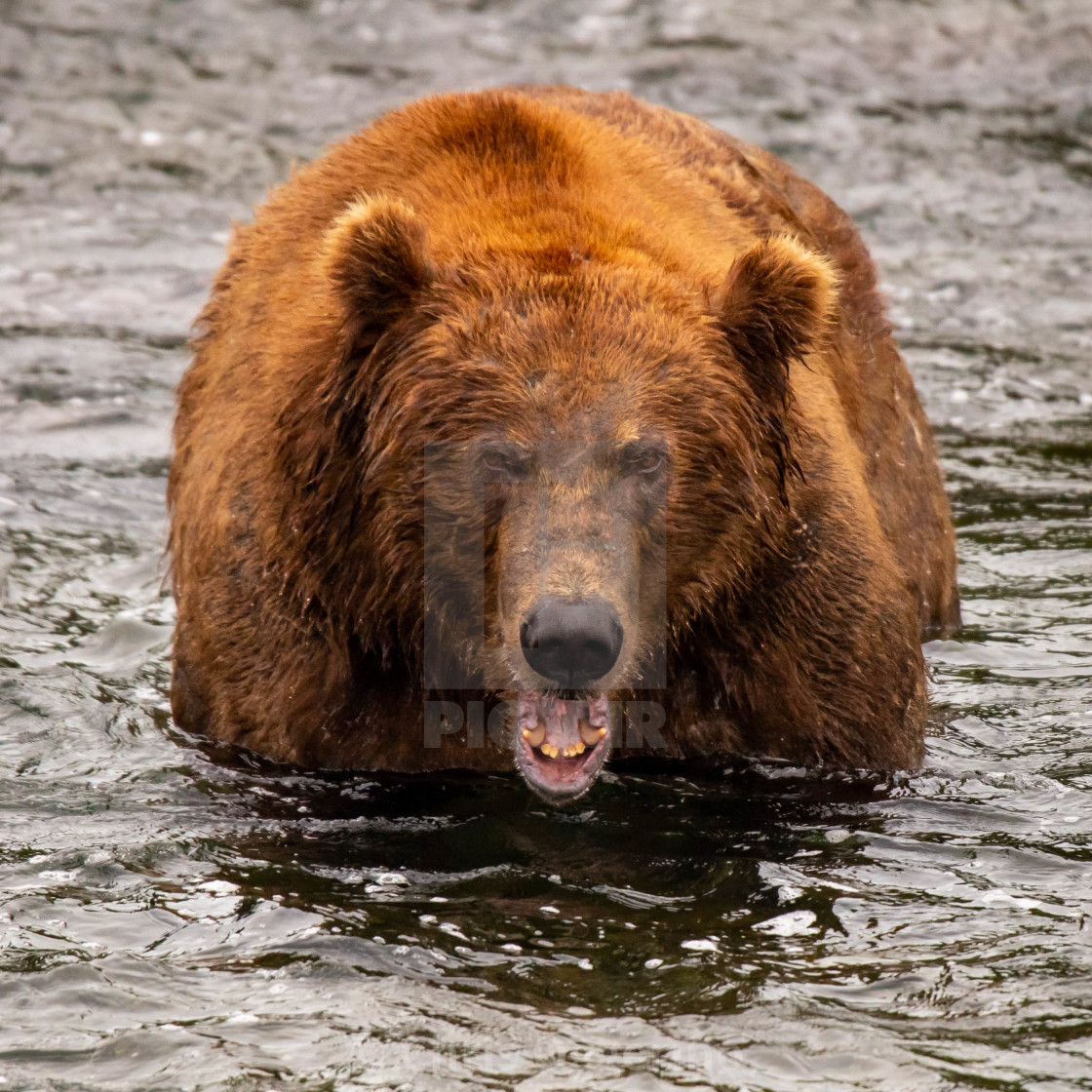 "Large Bear Looking At Us" by Chris Oggerino - $15.21 "Large Bear Looking At Us" stock image