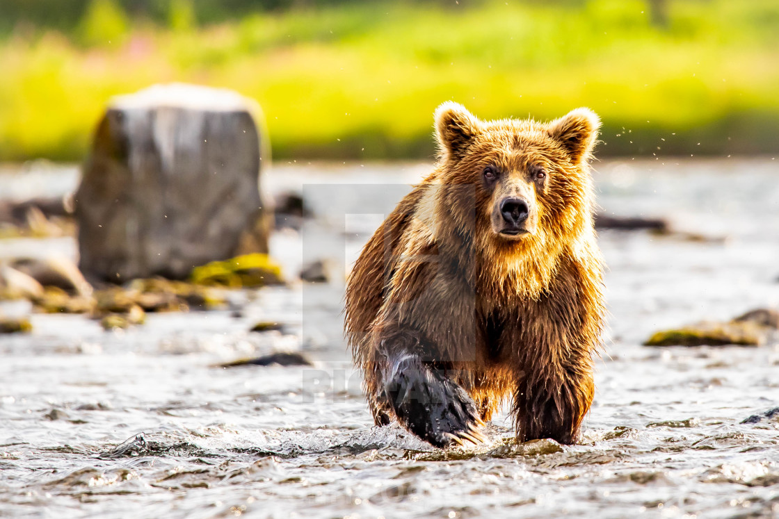 "Charging Bear in Alaska" by Chris Oggerino - $22.81 "Charging Bear in Alaska" stock image