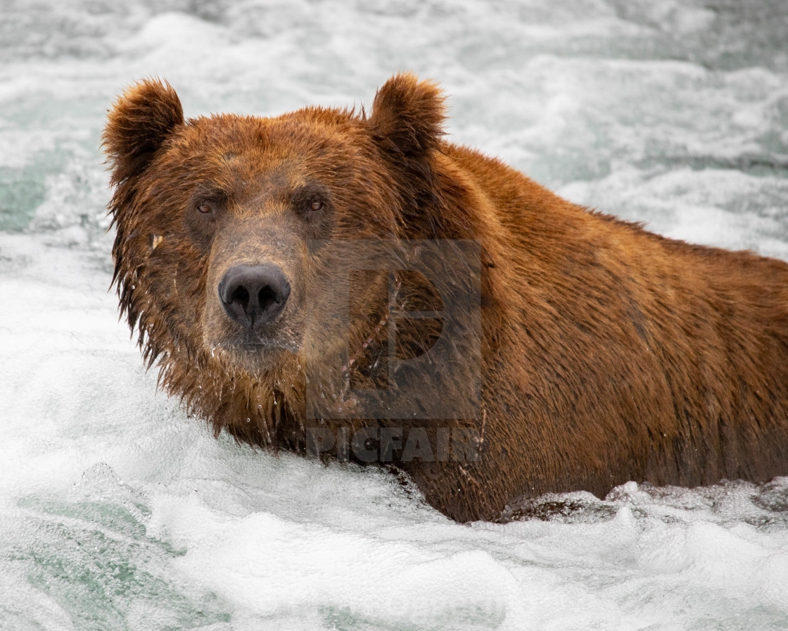 "A Brown Bear Portrait" by Chris Oggerino - $15.21 "A Brown Bear Portrait" stock image