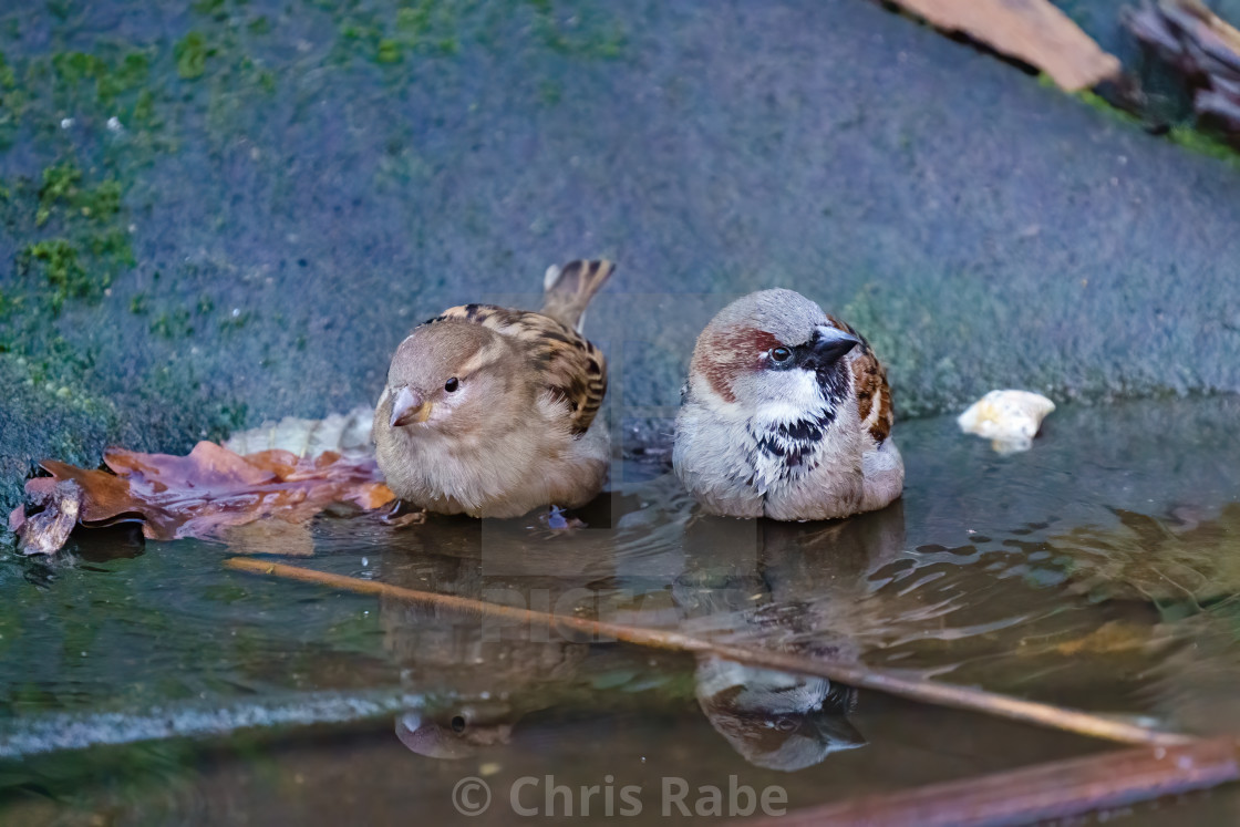 "House sparrow (Passer domesticus) male and female having a bath in small..." stock image