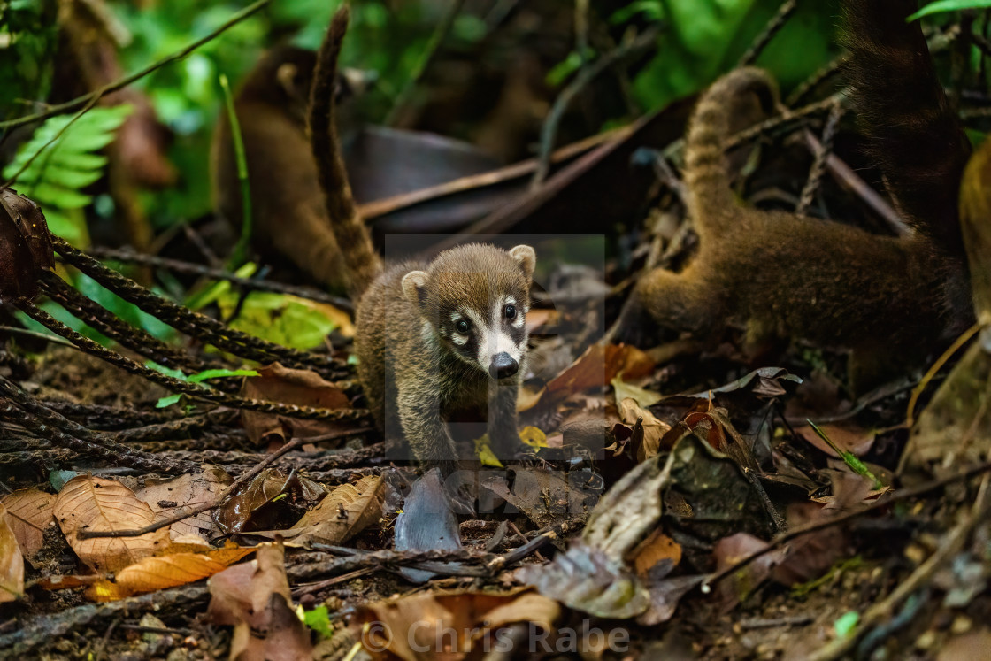 "Baby Ring-Tailed Coati (Nasua nasua rufa) looking catiously at camera, taken..." stock image