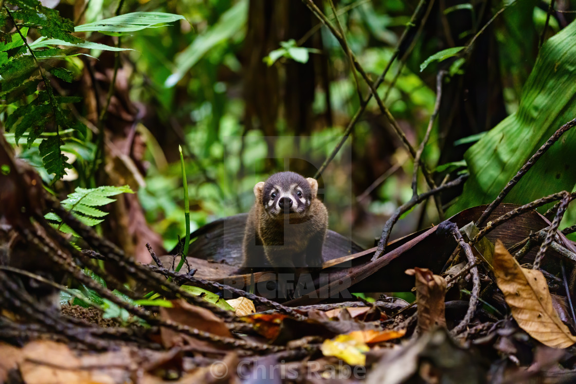 "Baby Ring-Tailed Coati (Nasua nasua rufa) looking curiously at camera, taken..." stock image