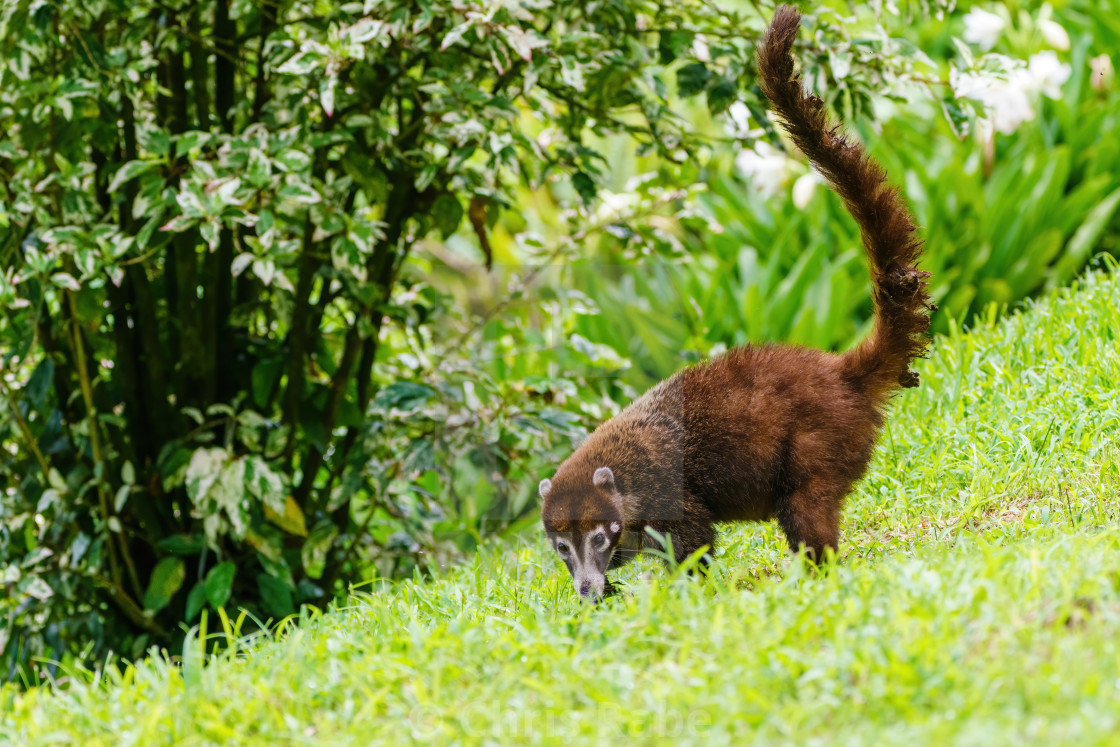 "Ring-Tailed Coati (Nasua nasua rufa) searching grass for food, taken in Costa..." stock image