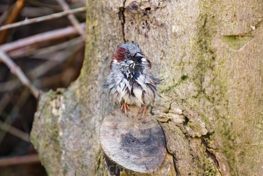 "House sparrow (Passer domesticus) male perched on side of a tree, taken in..." stock image