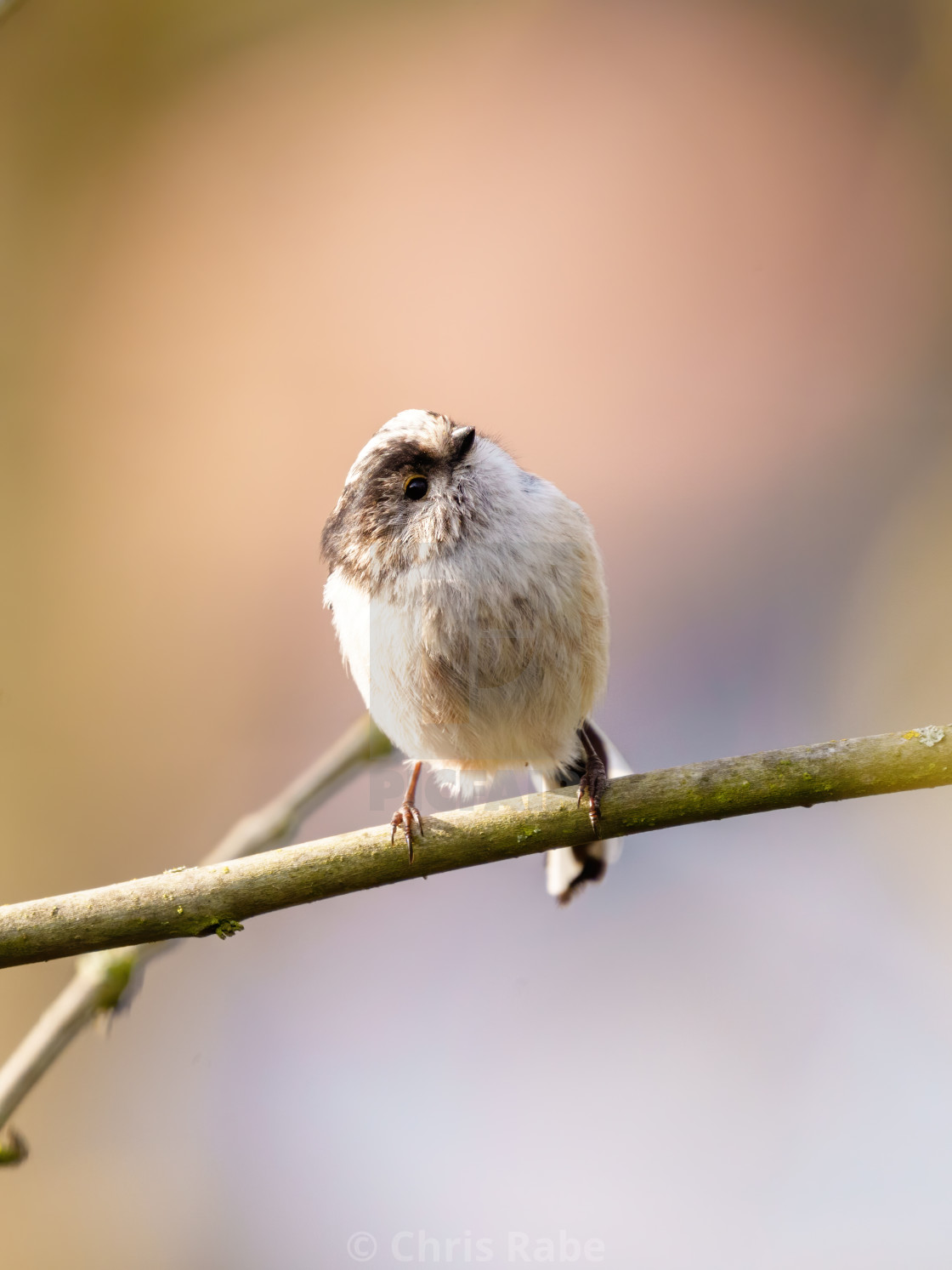 "Long-tailed tit (Aegithalos caudatus) in the UK" stock image