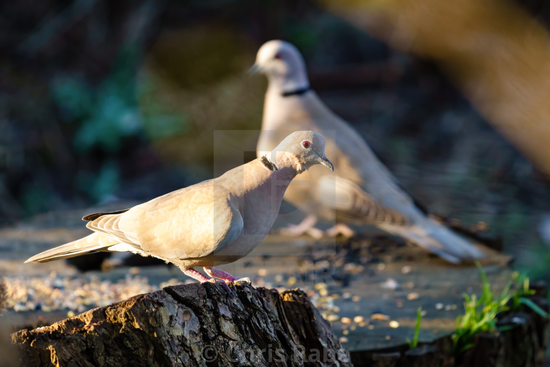 "Collared dove (Streptopelia decaocto) sitting on tree stump in early morning..." stock image