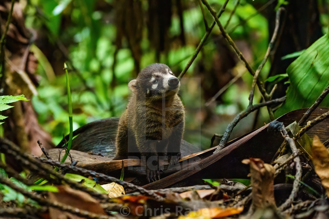 "Baby Ring-Tailed Coati (Nasua nasua rufa) with a dozy expression on it's..." stock image