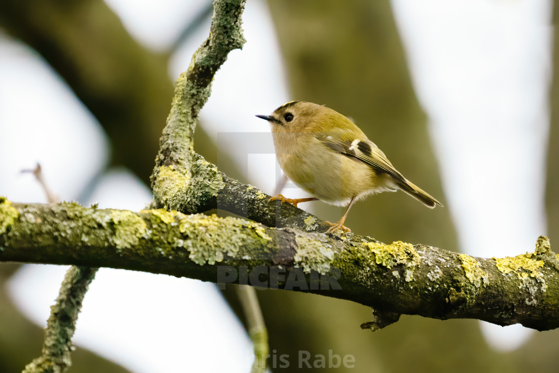 "Goldcrest (Regulus regulus) perched on a branch in early spring, taken..." stock image