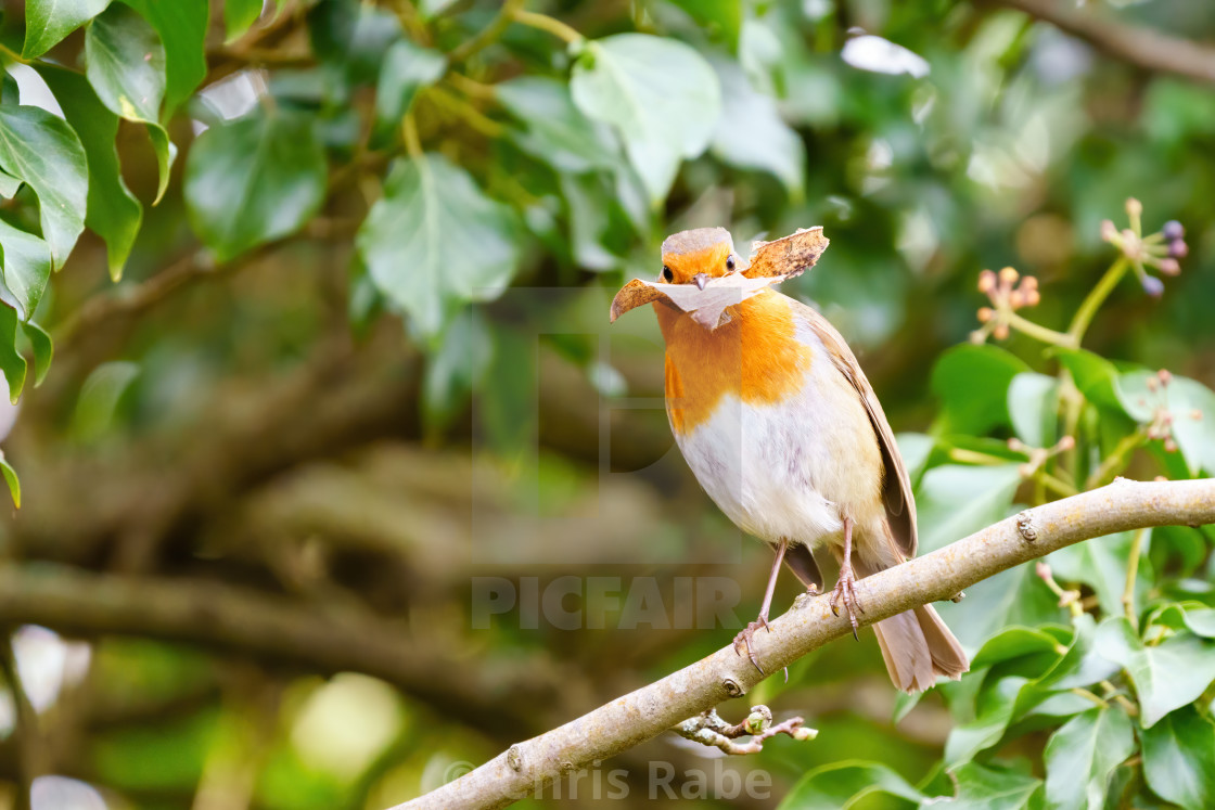 "European Robin (Erithacus rubecula) perched on an Ivy branch, holding a leaf,..." stock image