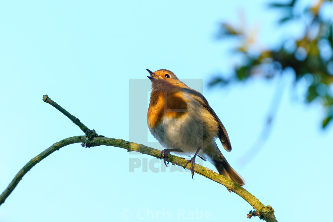 "European Robin (Erithacus rubecula) in partial shade singing, taken in West..." stock image