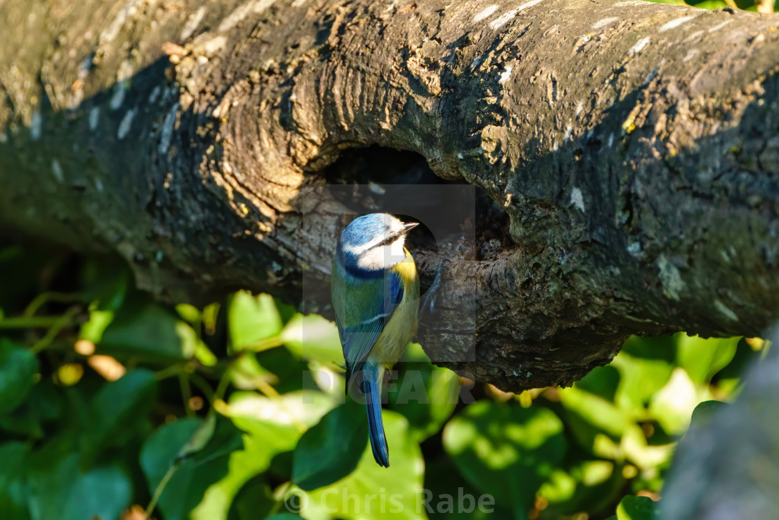 "Blue Tit (Cyanistes caeruleus) investingating a hole in a branch, taken in..." stock image