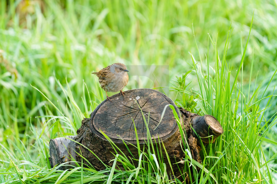 "Dunnock (Prunella modularis) perched on a tree stump, taken in the West..." stock image