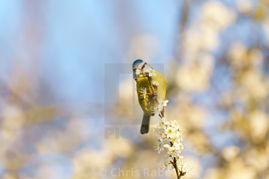 "Blue Tit (Cyanistes caeruleus) feeding off blossom at end of a twig, taken in..." stock image