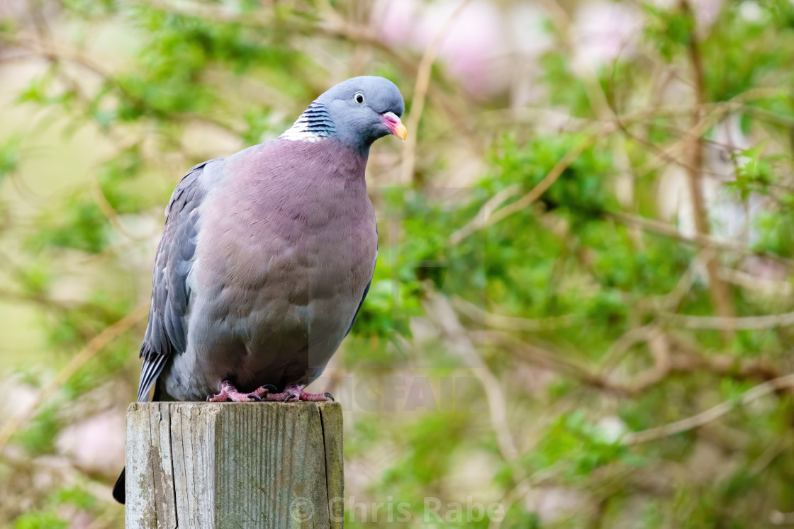 "Common Wood Pigeon (Columba palumbus) sitting on wood psot with head cocked..." stock image