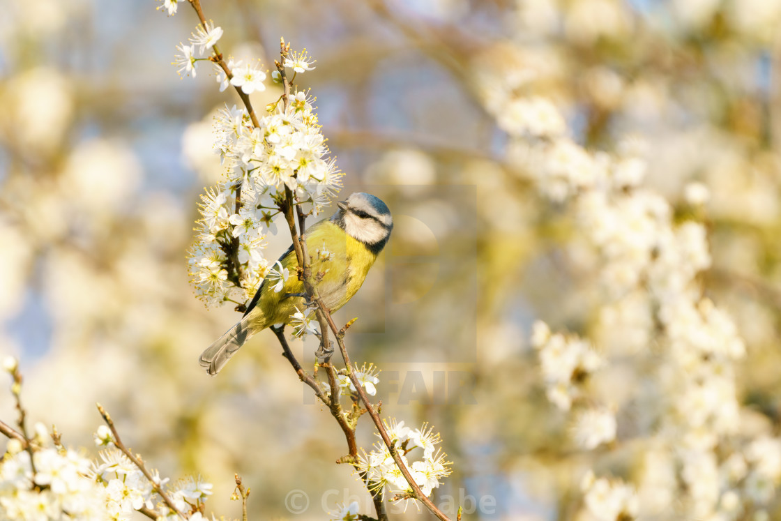 "Blue Tit (Cyanistes caeruleus) on searching blossoms for food, taken in the..." stock image