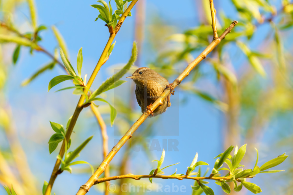 "Wren (Troglodytes troglodytes) perched on a small branch, taken in England" stock image