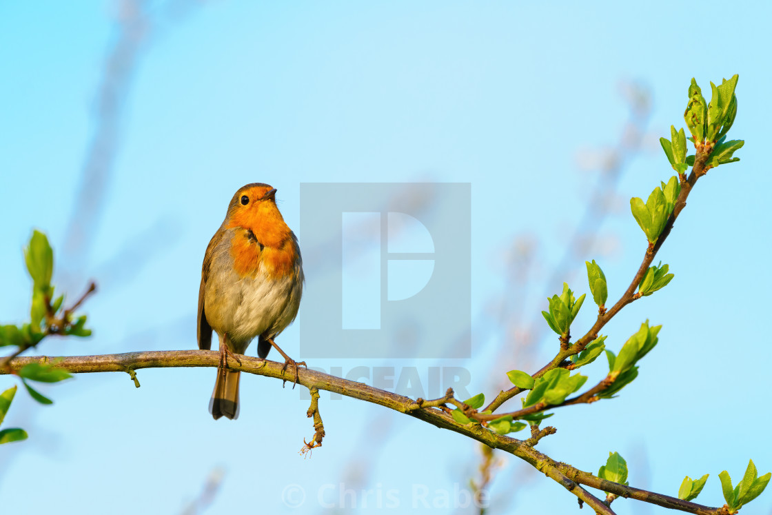 "European Robin (Erithacus rubecula) perched on a branch in spring time, London" stock image