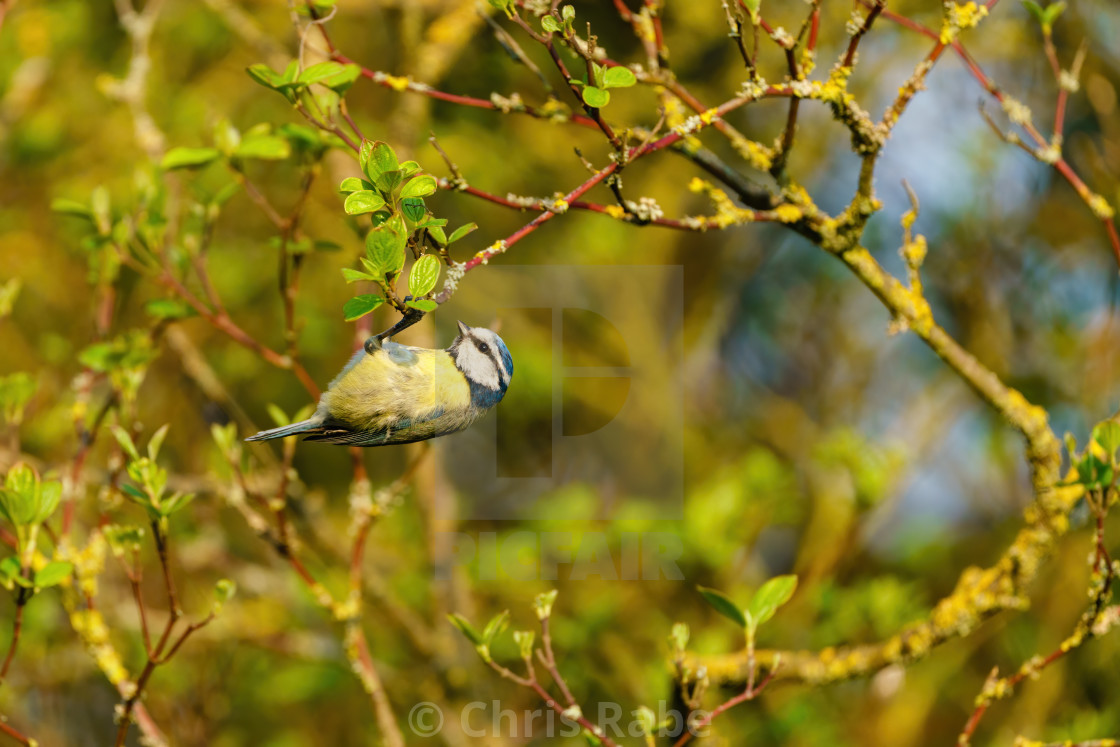 "Blue Tit (Cyanistes caeruleus) hanging from a branch, taken London, UK" stock image